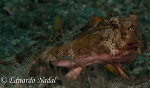 batfish by Eduardo Nadal 